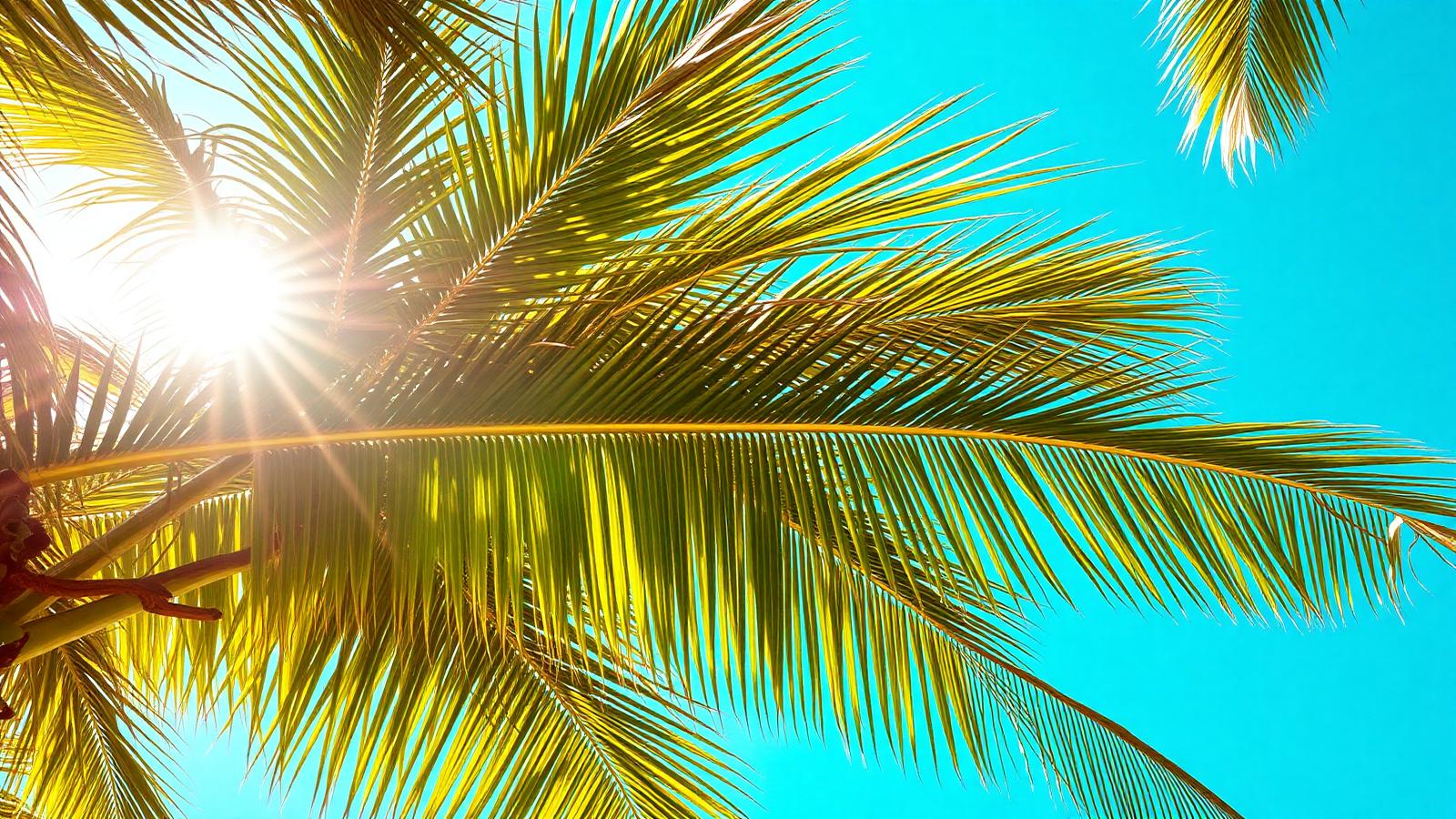 Sunlit palm fronds against turquoise sky